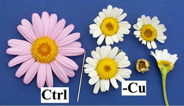 Copper deficient daisies are small with uneven petals compared to larger control daisy
